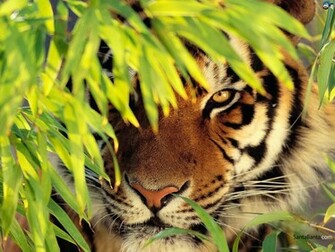 Tigers HD Wallpaper