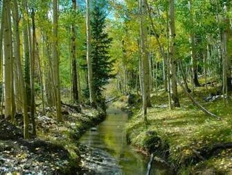 Aspen Forest Wallpaper