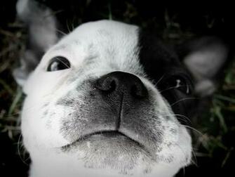 Boston Terrier HD Wallpaper Inn
