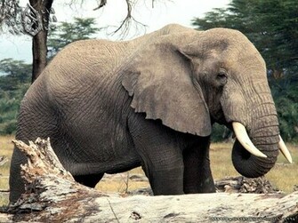Elephant Wallpaper For Desktop Animals
