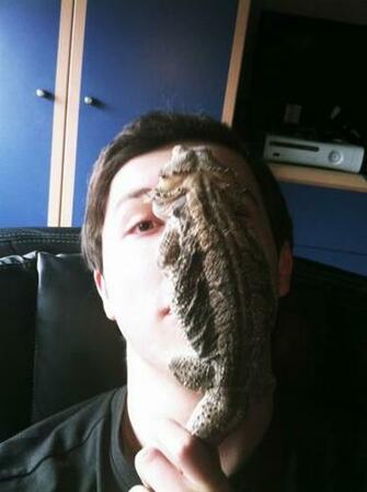 Your Comment For My Bearded Dragon Likes How Warm Face Is Too
