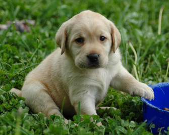 Puppy Wallpaper