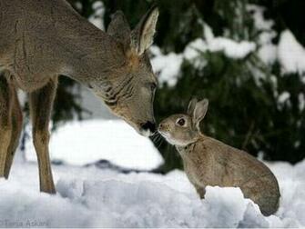 Wallpaper Deer For Computer Pictures Desktop
