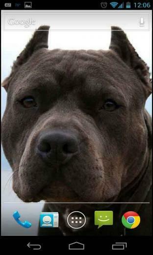 Nose Pitbull Dog Live Wallpaper App To Your Android Phone Or Tablet