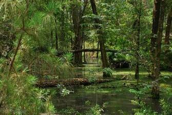 Swamp Scenes Related Keywords Suggestions Long Tail