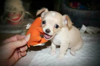 Cute Puppy Pictures Puppies Photos Funny