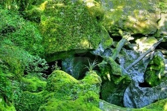 Rainforest Background Jpg