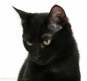 Black Cat Photo Wp21585