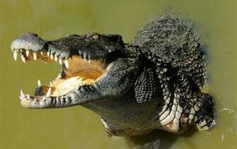 Crocodile Big Mouth Water Wallpaper Animals And Birds