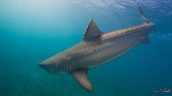 Tiger Shark Pictures And HD Wallpaper