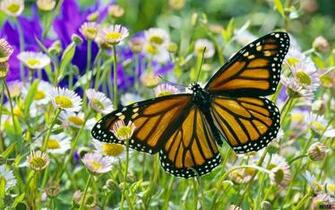 Wallpaper Monarch Butterfly In A Daisy Field