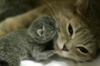 Pictures Cute Puppy Adorable Kittens And Everything Full Of
