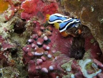 Coral Reefs HD Widescreen Wallpaper