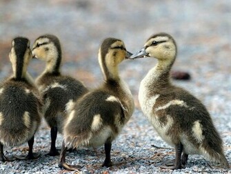 All Wallpaper Animal Image