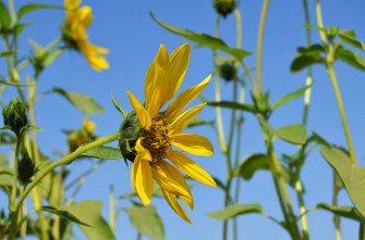 Sunflower Aesthetic Wallpaper