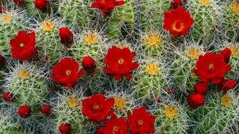 Beautiful Wallpaper Cactus