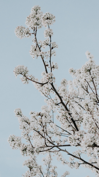 Best Aesthetic Minimalist Flower Wallpaper You Can Save It Of