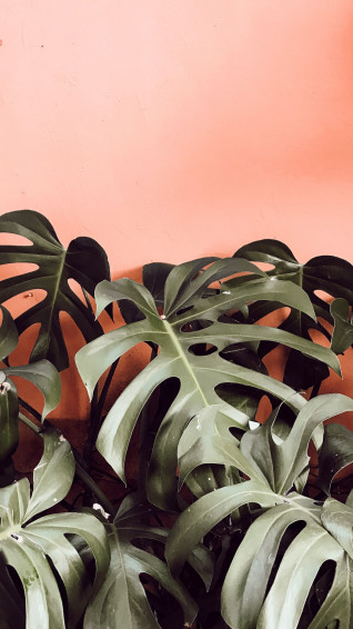 Plants Aesthetic Wallpaper