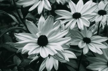 Desktop Background Black And White Flowers Crazy
