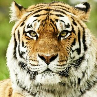 Pics Photos Tiger Face