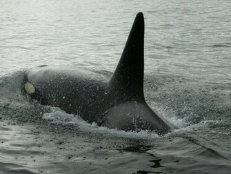 Killer Whale001 Orca The Whale Wallpaper
