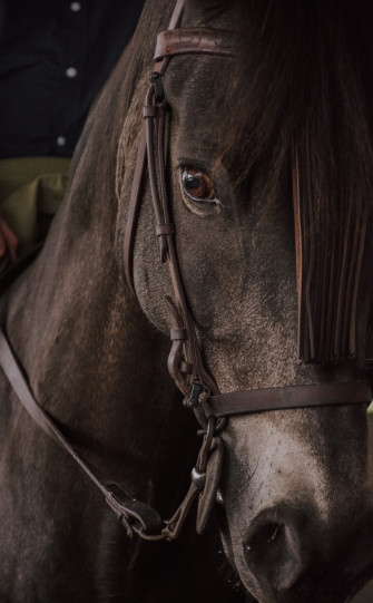 Horse Wallpaper HD Hq