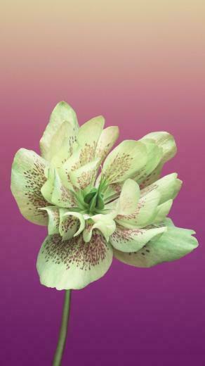 Wallpaper iPhone X Flower Ios11 Retina 4k