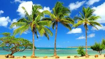 Palms In Kauai Hawaii Wallpaper
