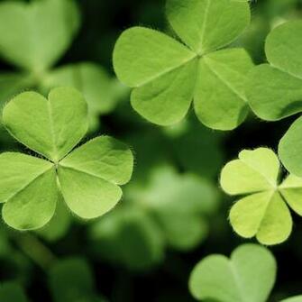 Tr Bol De La Planta Verde Wallpaper Sc iPad Tablet
