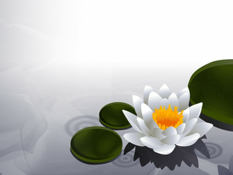Lotus Flower Wallpaper Dream