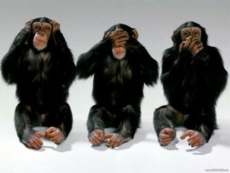 Three Wise Monkeys Wild Animals Wallpaper