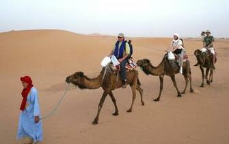 Camel Wallpaper 6dj9694 4usky