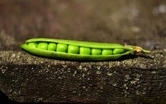 Peas Wallpaper HD Desktop Image Green Photo Shared By