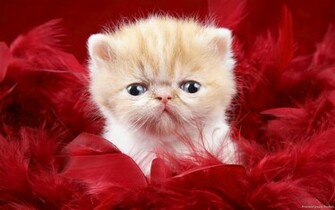 Cats Tigers Cheetah Baby Cat Wallpaper00001 Jpg