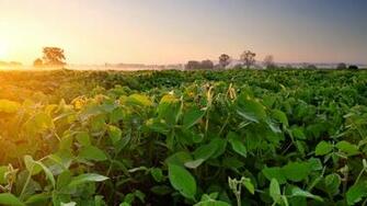 Wallpaper Soybean Field Fog Dawn Morning UHD 4k