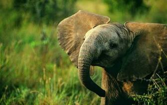 Baby Elephant Nature Wallpaper Magic4walls