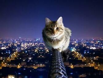 Cat Animal Windows Wallpaper 1080p HD