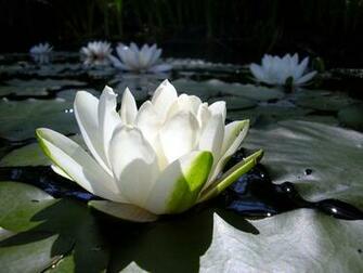 Flower Wallpaper Lotus