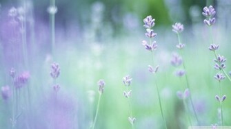 Soft Focus Small Purple Flowers Wallpaper