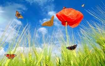 Background Flowers Desktop Summer Grass Beautiful Wallpaper