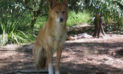 Dingo HD Desktop Wallpaper 7wallpaper Net