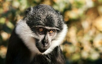 Source Url HD Wallpaper9 Image Animals Daya