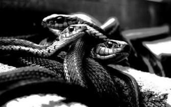 Black And White Snake Walltor Wallpaper