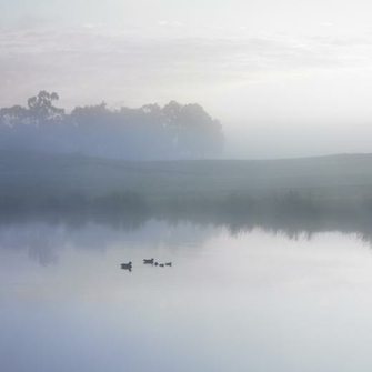 Ducks On A Misty Pond Png