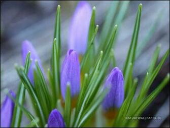 Wallpaper Little Spring Flowers Background