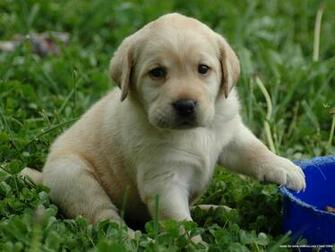 Lovely Labrador Retriever Puppy Photo And Wallpaper