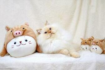 Gambar Foto Kucing Lucu Bergerak Aneh Imut