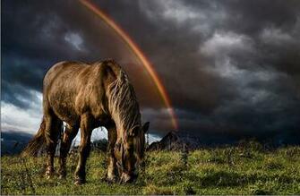 Horse Background Image Computer Wallpaper Arabian