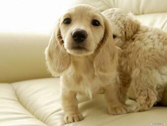Wallpaper Animal Miniature Dachshund