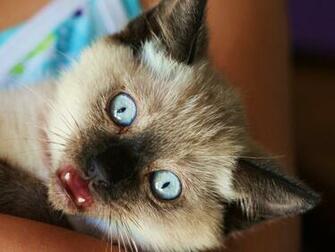 Siamese Cats Picture Full Size Kitten